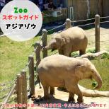 6月21日はアジアゾウ