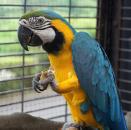 ルリコンゴウインコ