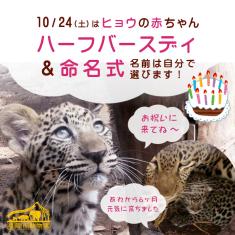 10月24日（土）はヒョウの赤ちゃんハーフバースデイ＆命名式