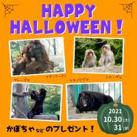 ハロウィン開催！動物たちにカボチャなどのプレゼント！