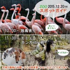 2015年12月20日(日)のスポットガイドは10：30～放鳥舎，11：00～エミュー，カンガルー他