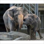 第48回福岡市動物園写真コンテスト入賞者について