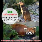 11月3日はフンボルトペンギンとレッサーパンダ