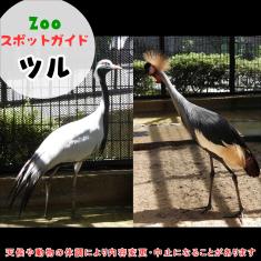 飼育員によるZOOスポットガイド。 当園に暮らす動物たちのお話を中心に、生態やエサについて担当飼育員が楽しくご紹介します。