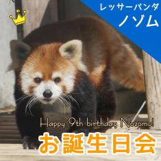 レッサーパンダ「ノゾム」9歳のお誕生日会を開催♪