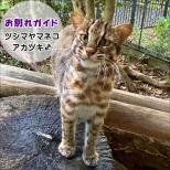 ツシマヤマネコ「アカツキ」お別れガイドを開催します