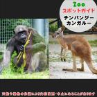 7月6日はチンパンジーとカンガルー
