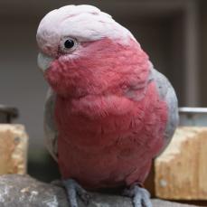 モモイロインコ