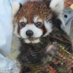 レッサーパンダの身体測定は2月26日(水曜日)14時30分から