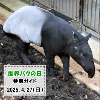 「世界バクの日」特別ガイドを開催します
