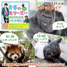 2016年3月21日(月・休)のスポットガイドは9：15～ゴリラ ，10：30～レッサーパンダ ​，13：00～マレーバク