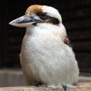 ワライカワセミ