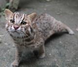 ツシマヤマネコの展示を再開します（6月21日より）