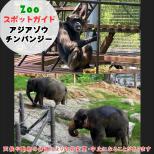 11月9日はアジアゾウとチンパンジー