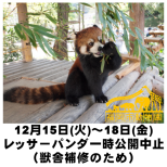 獣舎補修に伴うレッサーパンダの一時公開中止について（12/15-18）