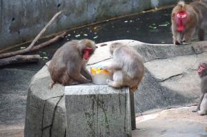 ニホンザルと果物入りの氷の写真
