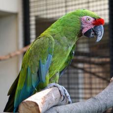 ミドリコンゴウインコ