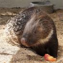 アフリカタテガミヤマアラシ