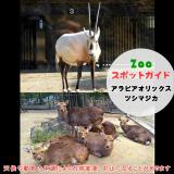 【2/25 追記】3月1日はアラビアオリックスとツシマジカ