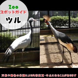 福岡市動物園｜10月8日はツル