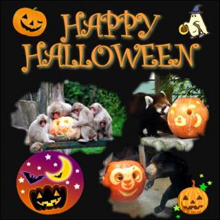 福岡市動物園｜『動物園もハロウィン！』動物たちに特製”お化け