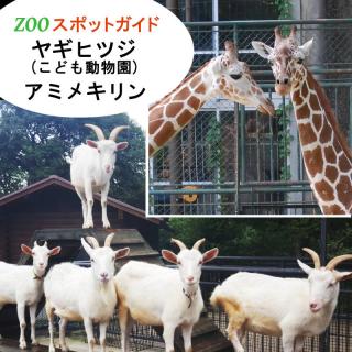 福岡市動物園 11 3 金祝 はヤギ ヒツジとアミメキリン