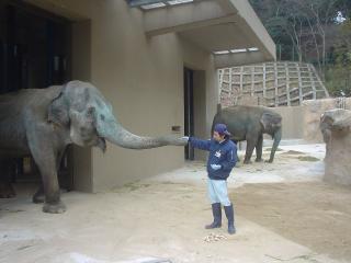 福岡市動物園 3月18日 金 新アジアゾウ舎がオープンします