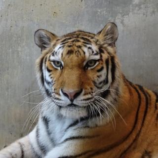 福岡市動物園 アムールトラ メイ の死亡について