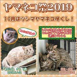福岡市動物園 ヤマネコ祭19 を開催します
