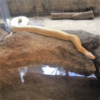 福岡市動物園 ビルマニシキヘビ アルビノ の死亡について