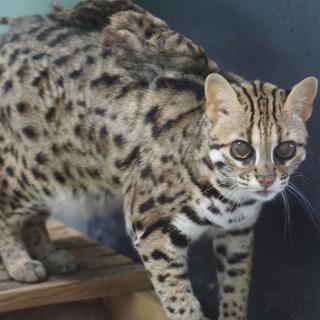福岡市動物園｜ベンガルヤマネコ「コマチ」の死亡について