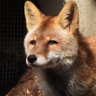 福岡市動物園｜ホンドギツネ「ツネキチ」の死亡について