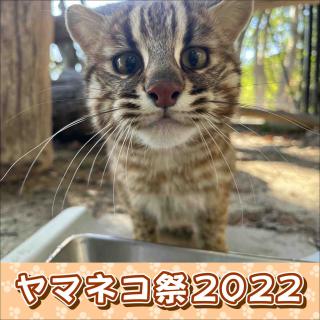 福岡市動物園｜「ヤマネコ祭2022」を開催します