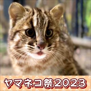 福岡市動物園｜「ヤマネコ祭2023」を開催します
