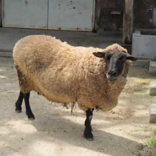 福岡市動物園｜ヒツジの「コマチ」の死亡について