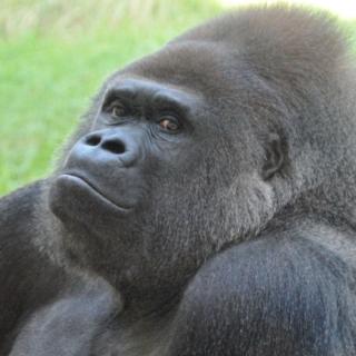 福岡市動物園｜福岡市動物園にゴリラがやってきます（当面非公開です）