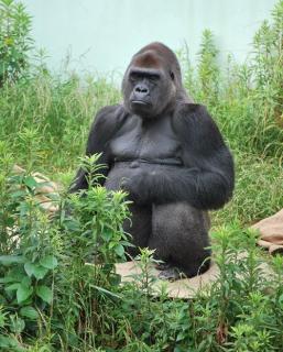 福岡市動物園 ゴリラ ビンドン の死亡について