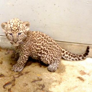 福岡市動物園 ヒョウに赤ちゃんが誕生しました 当面非公開です