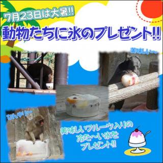 福岡市動物園 夏本番 動物たちにも涼しいプレゼント第2弾 大暑 に 氷をプレゼント