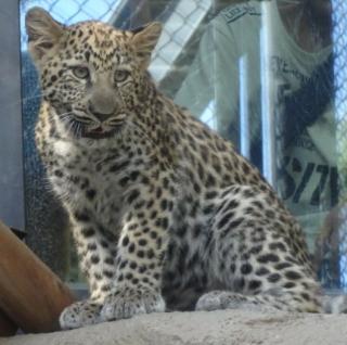 福岡市動物園 ヒョウの子どもの名前を募集します